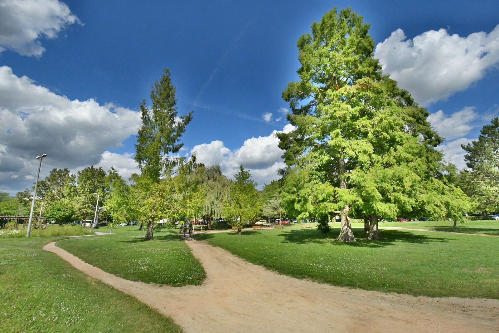 Kezdődik a Rózsa liget teljes felújítása - közel hatezer új rózsát ültetnek a parkban